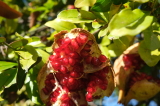 Pomegranate on the tree